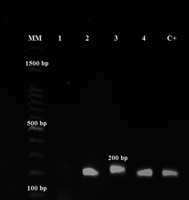 FIGURE 3