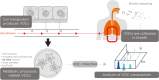 Fig. 6