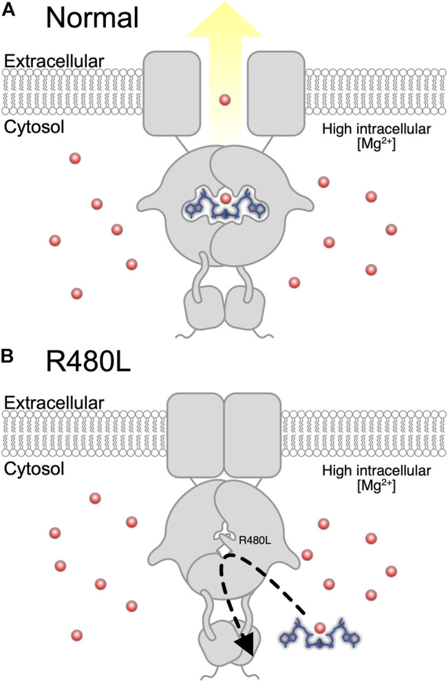 FIGURE 7