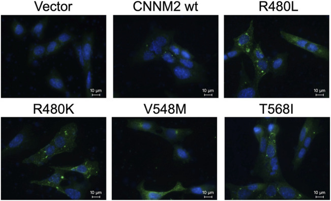 FIGURE 4