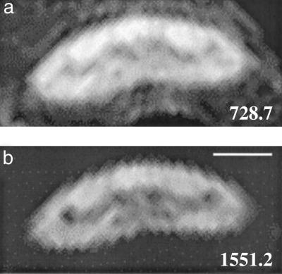 Fig 3.