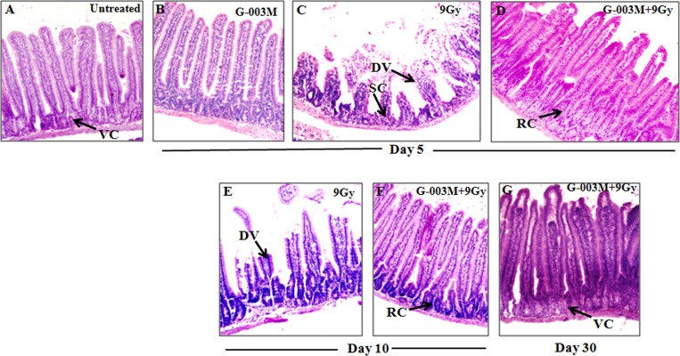 Fig 11