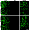 <b>Figure 2</b>