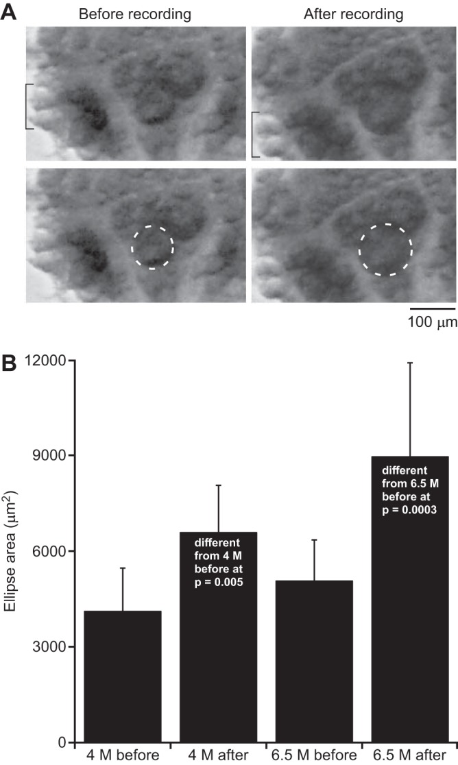 Fig. 7.