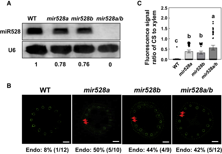 Figure 4