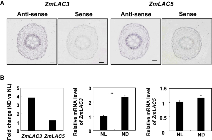 Figure 5