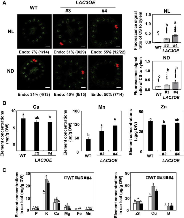 Figure 6