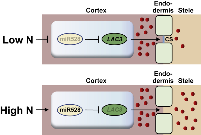 Figure 7