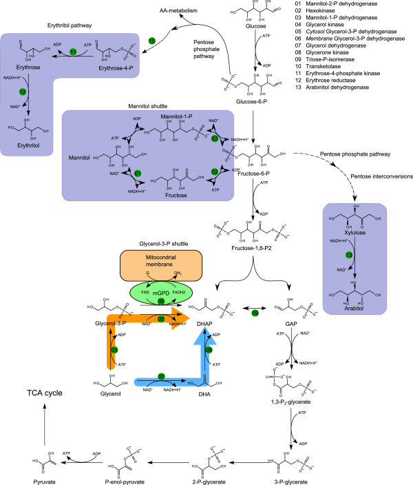 Figure 5