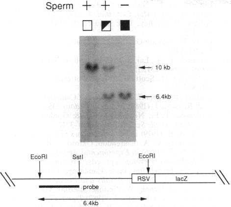 graphic file with name pnas01038-0134-a.jpg