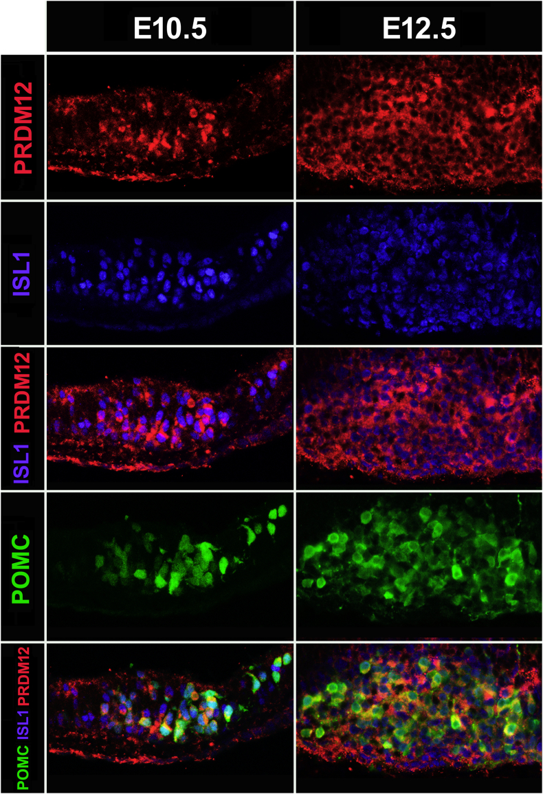 Figure 4