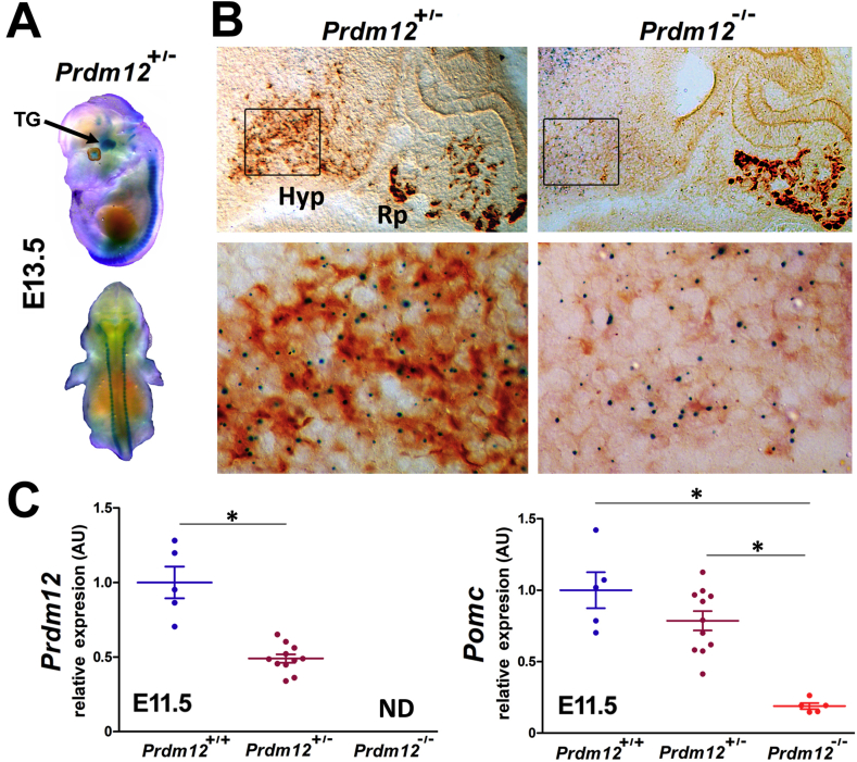 Figure 2