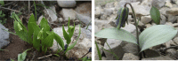 Fig. 10