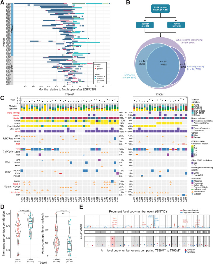 Figure 1. Genomic correlates of EGFR TKI resistance. A, Treatment histories for individual patients; each bar color represents a treatment type. B, Sequencing experiments conducted in this study. C, Genomic landscape of EGFR TKI resistance. Mutations shown are previously proposed mechanisms (EGFR, ERBB2 and MET amplification; MDM2, RB1, PIK3CA, PTEN, PIK3CB alterations) or alterations in >5 patients that were significantly different between T790M+ and T790M− cohorts (*, P < 0.10; **, P < 0.05). Significant differences between T790M+ and T790M− tumors are highlighted in bold red color. WGD: whole-genome doubling. Other EGFR: any other EGFR mutations besides L858R and exon 19 indel. D, Left, relative contribution of aging signature mutations comparing T790M+ and T790M− cohorts. Right, the absolute number of aging mutations (adjusted for tumor purity) are similar between T790M+ and T790M− tumors. E, (Top) Recurrent focal copy-number events (red: amplification; blue: deletion). Bottom, P values comparing proportion of samples with chromosomal arm events between T790M+ and T790M− cohorts. Chromosome 3q gain (highlighted in red) is the only significant event.