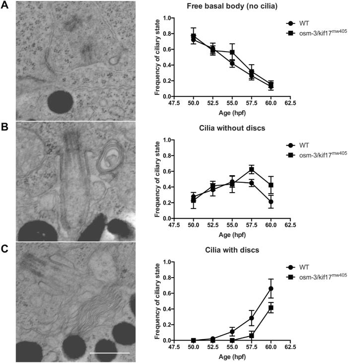 Fig. 8