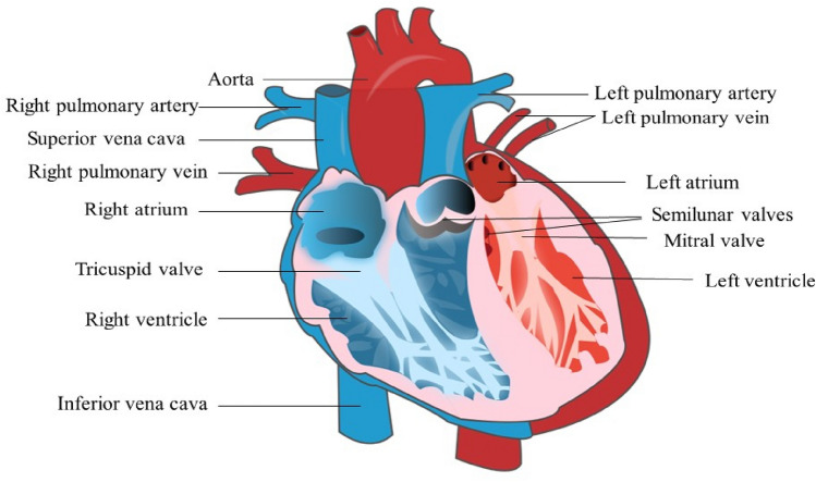 Fig. 1