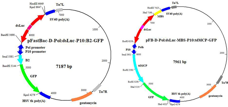 Figure 1