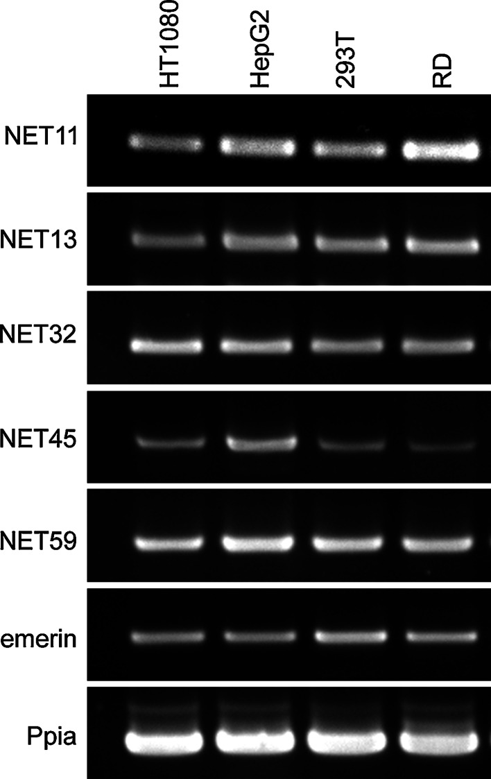 Fig. 7