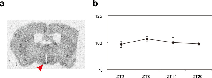 Figure 1—figure supplement 1.