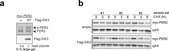 Figure 3—figure supplement 2.