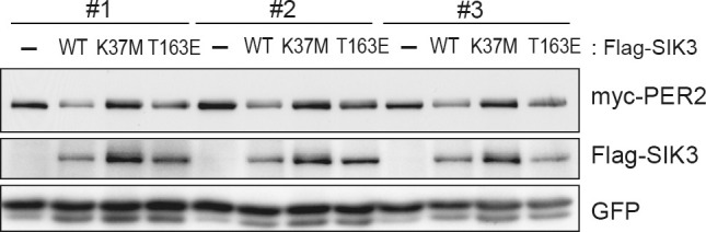 Figure 3—figure supplement 1.