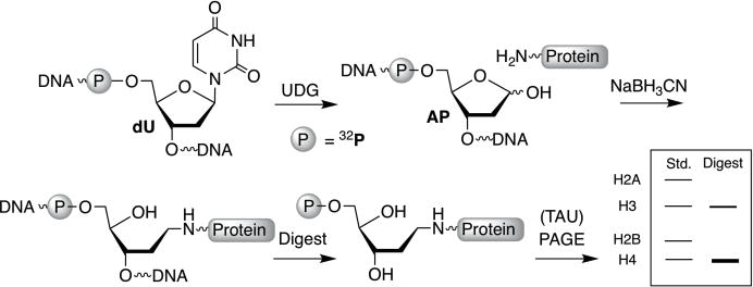 Scheme 3