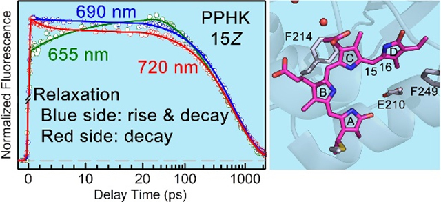 graphic file with name nihms-1700474-f0001.jpg