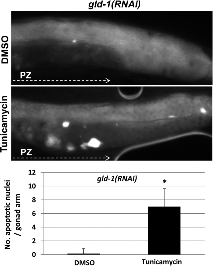 Figure 1—figure supplement 1.