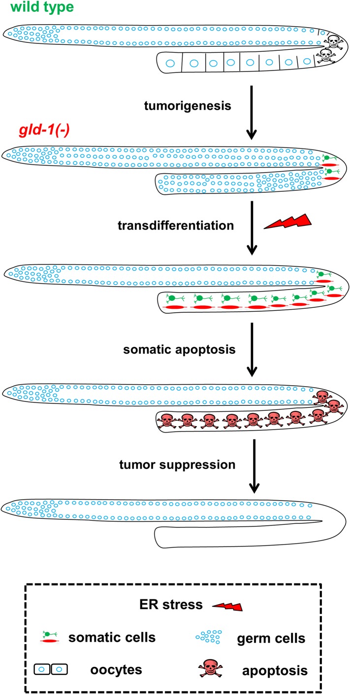 Figure 7.