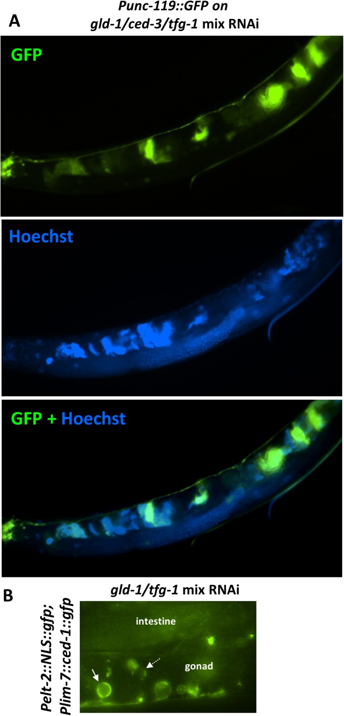 Figure 3—figure supplement 1.