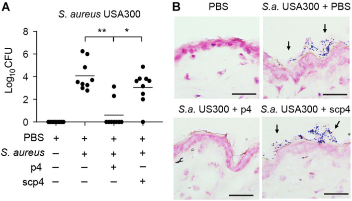 FIGURE 4