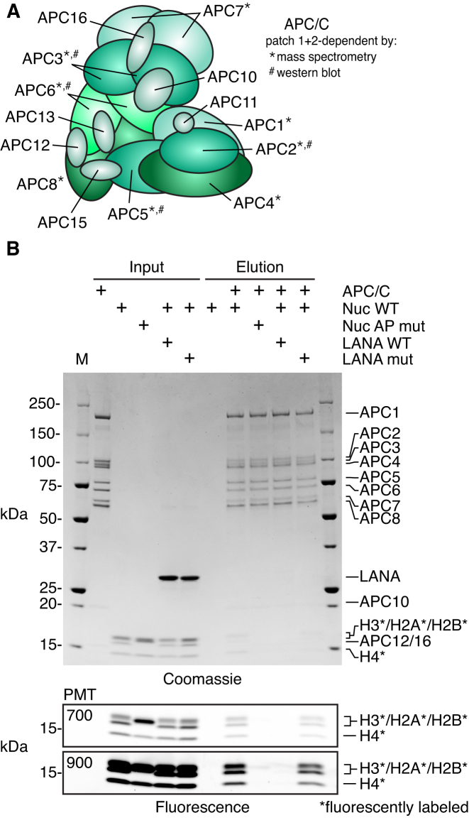 Figure 4.