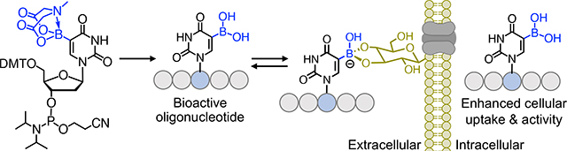 graphic file with name nihms-1913324-f0006.jpg
