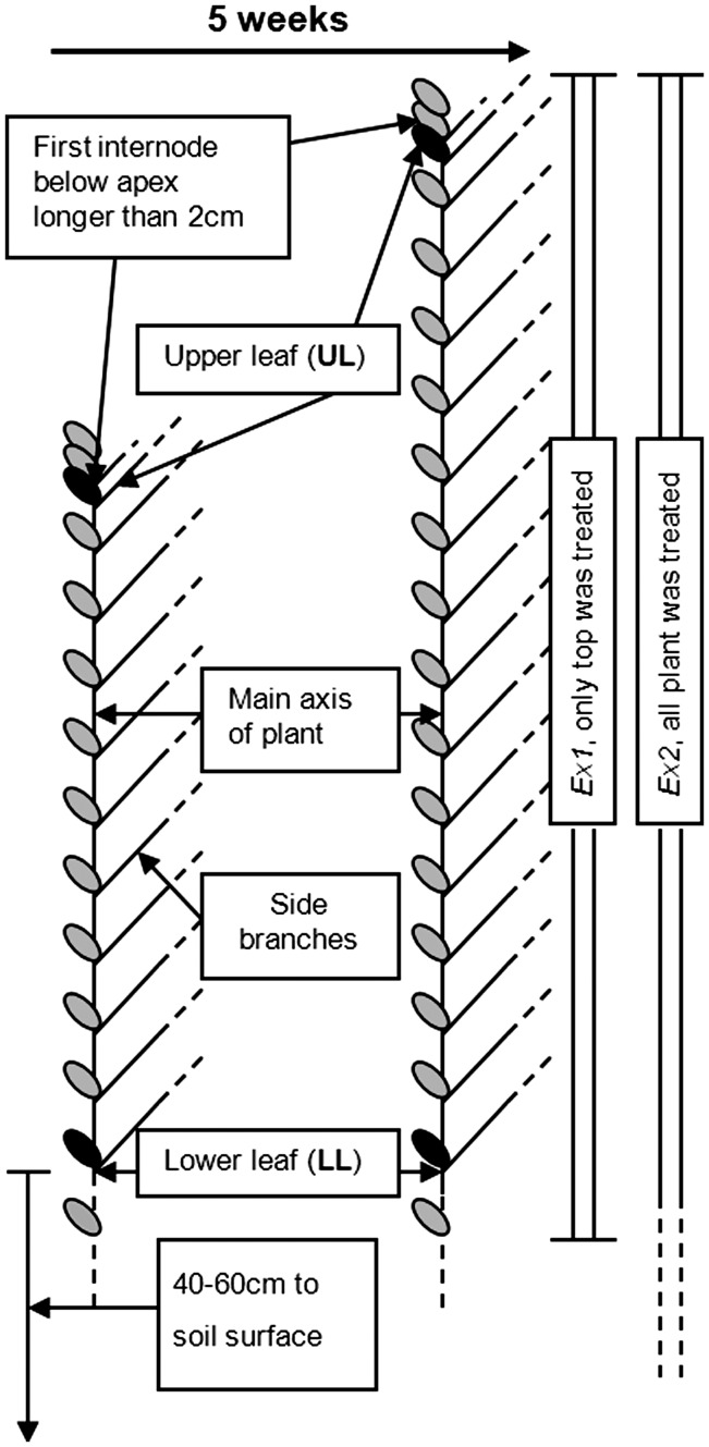 Fig. 1