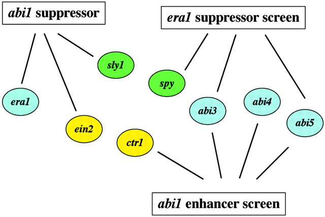 graphic file with name mcg064f3.jpg