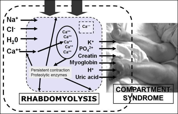 Fig. 1.