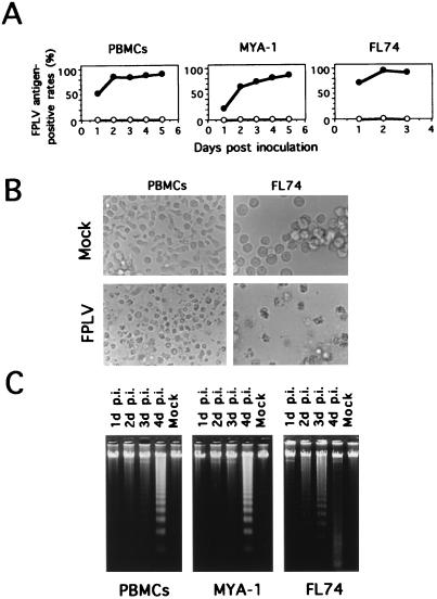 FIG. 1