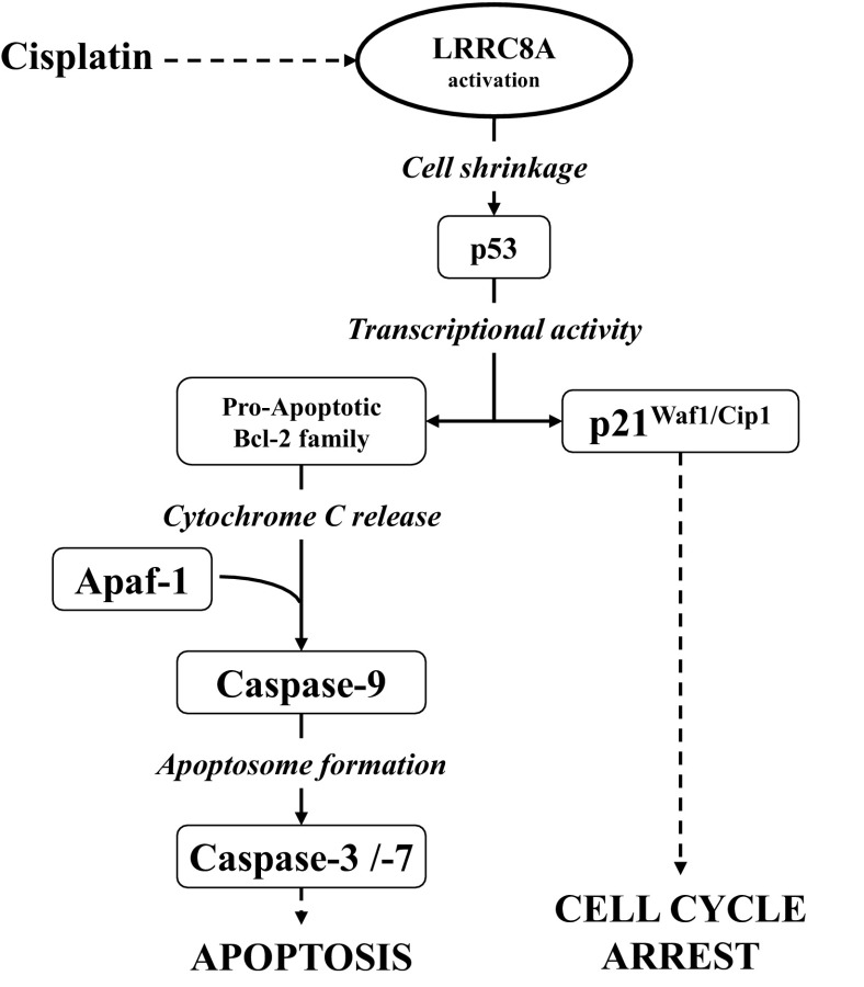 Fig. 12.