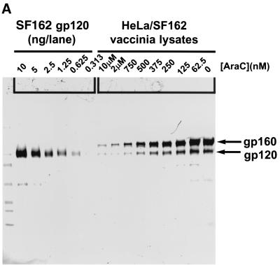 FIG. 8.