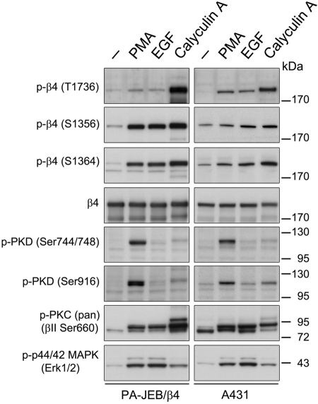 FIGURE 5: