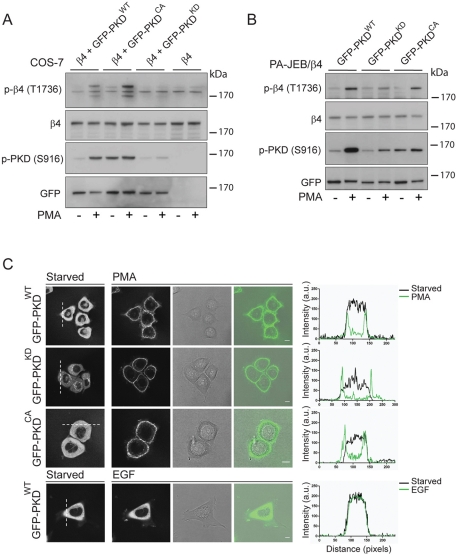 FIGURE 4: