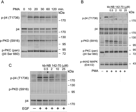 FIGURE 6: