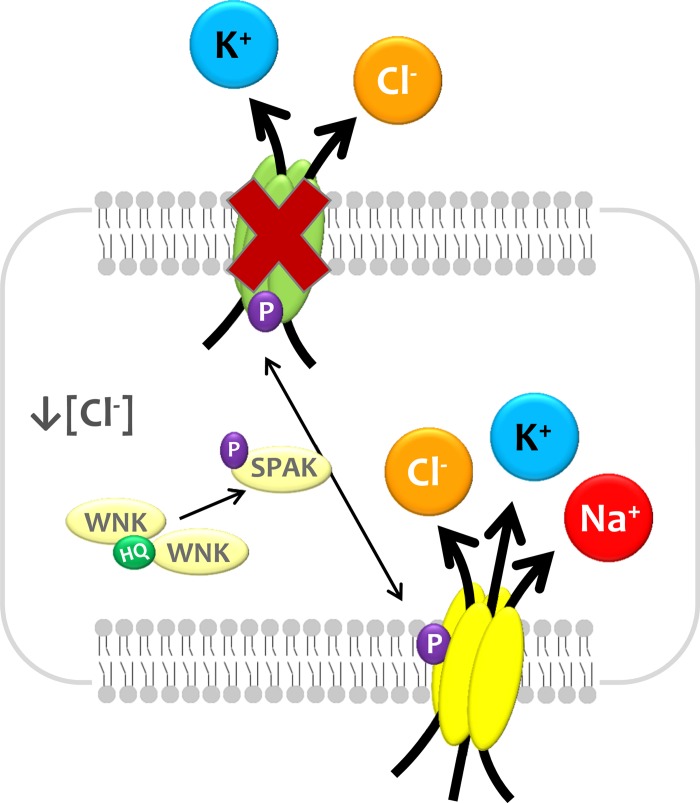 Fig. 12.