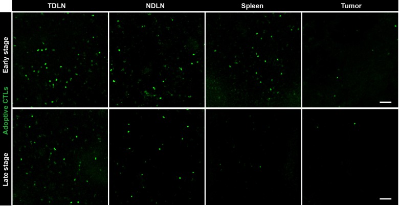 Figure 1—figure supplement 2.