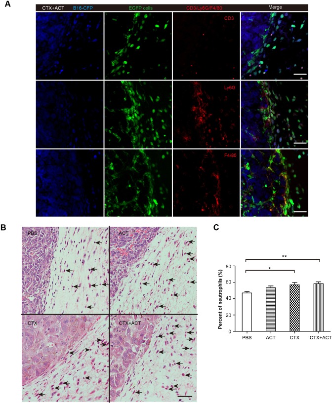 Figure 6—figure supplement 1.