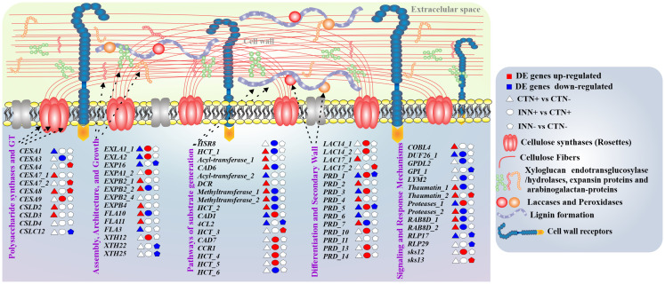 Figure 5