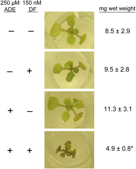 Figure 7.