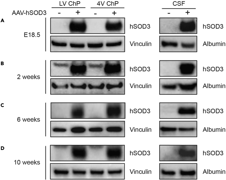 Figure 5