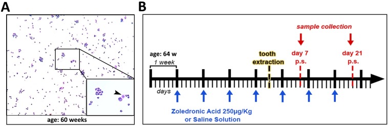 Fig 1