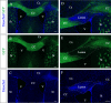 Figure 1—figure supplement 2.